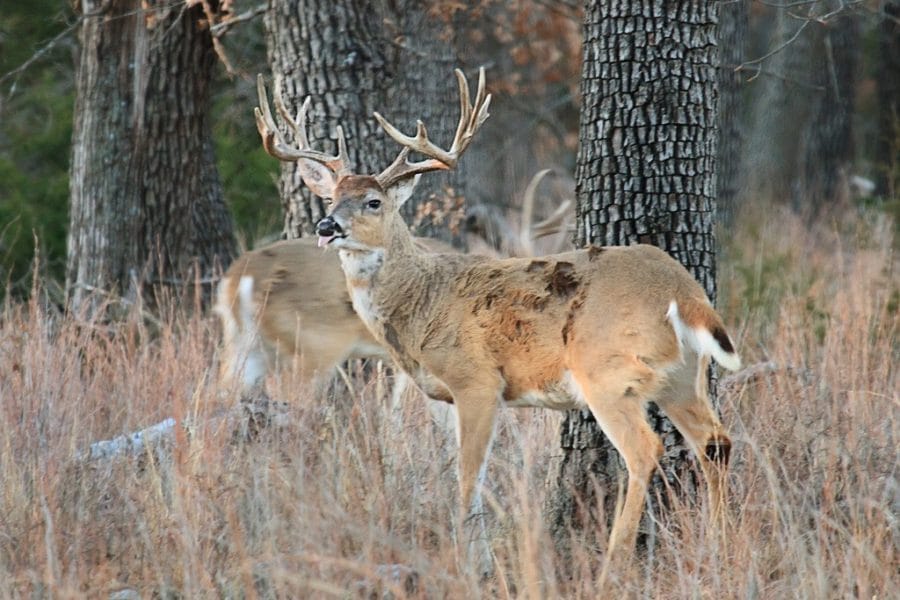 Indiana Deer License Purchase fasrshe